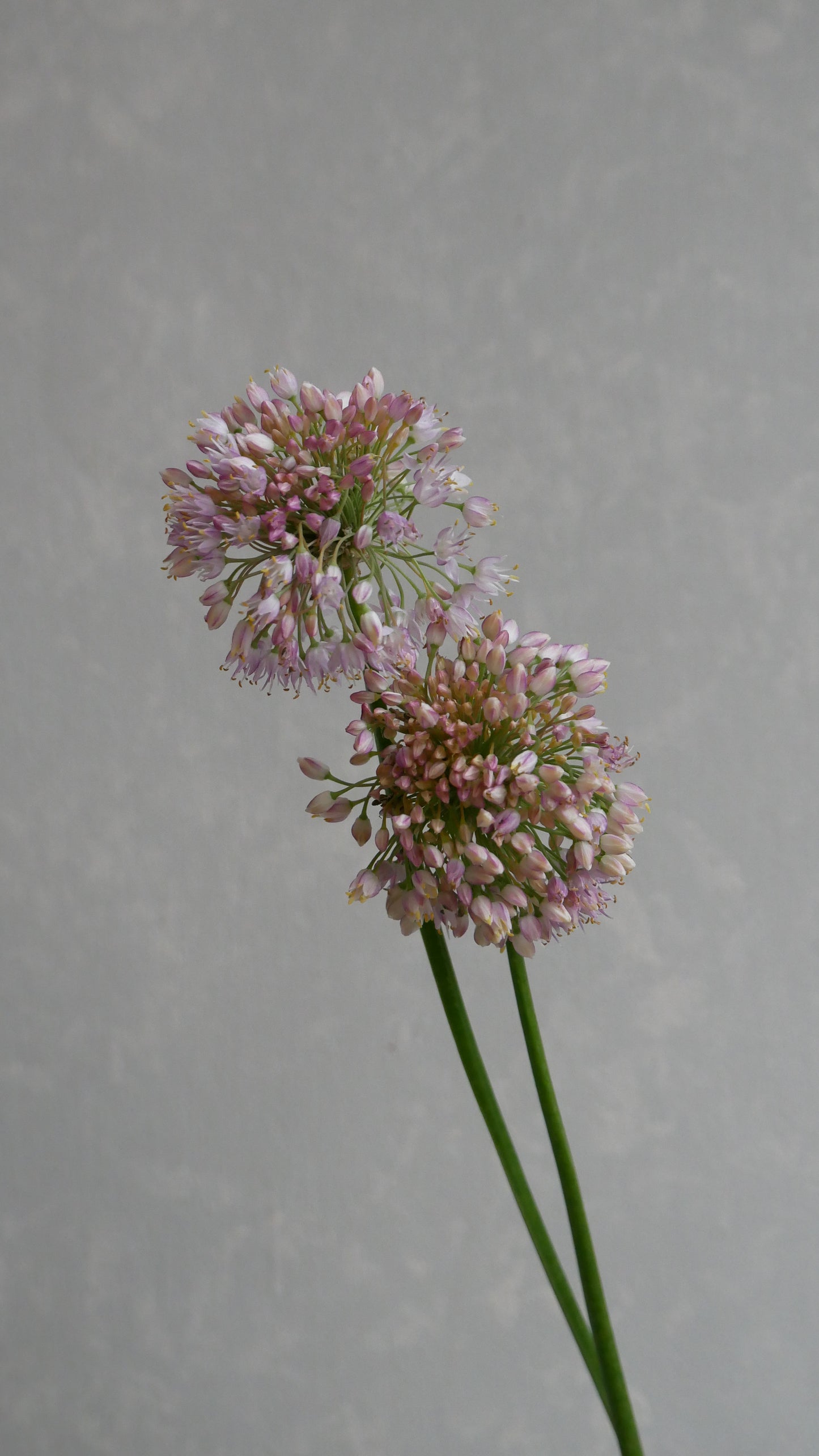 Allium Pink Planet (60cm)