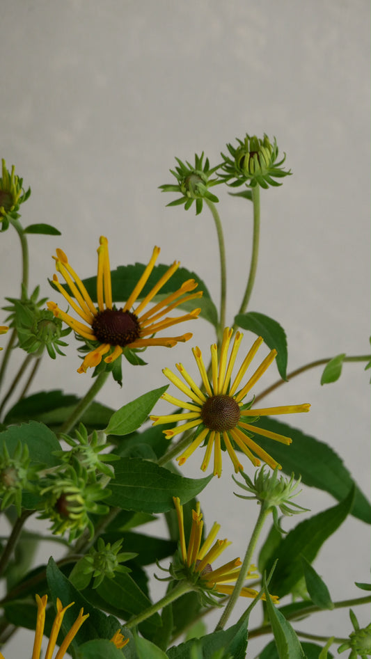 (Clearance Sale) Rudbeckia Henry Eilers (85cm)