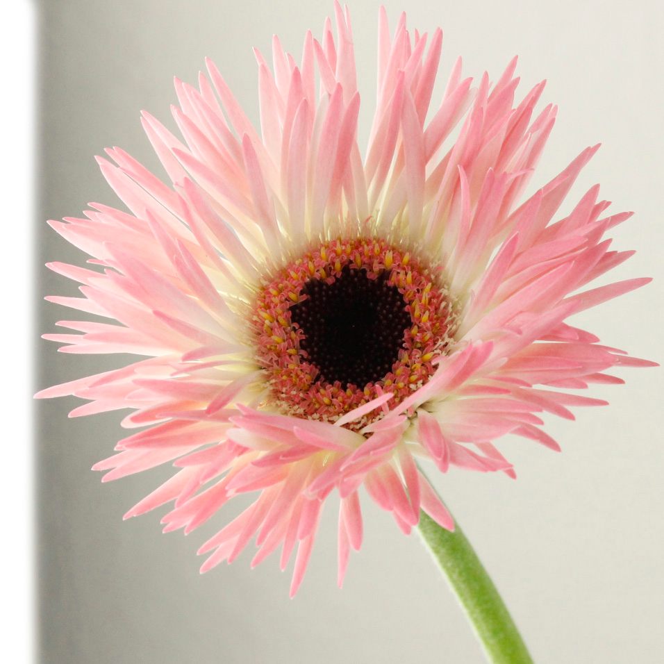 Gerbera Haji