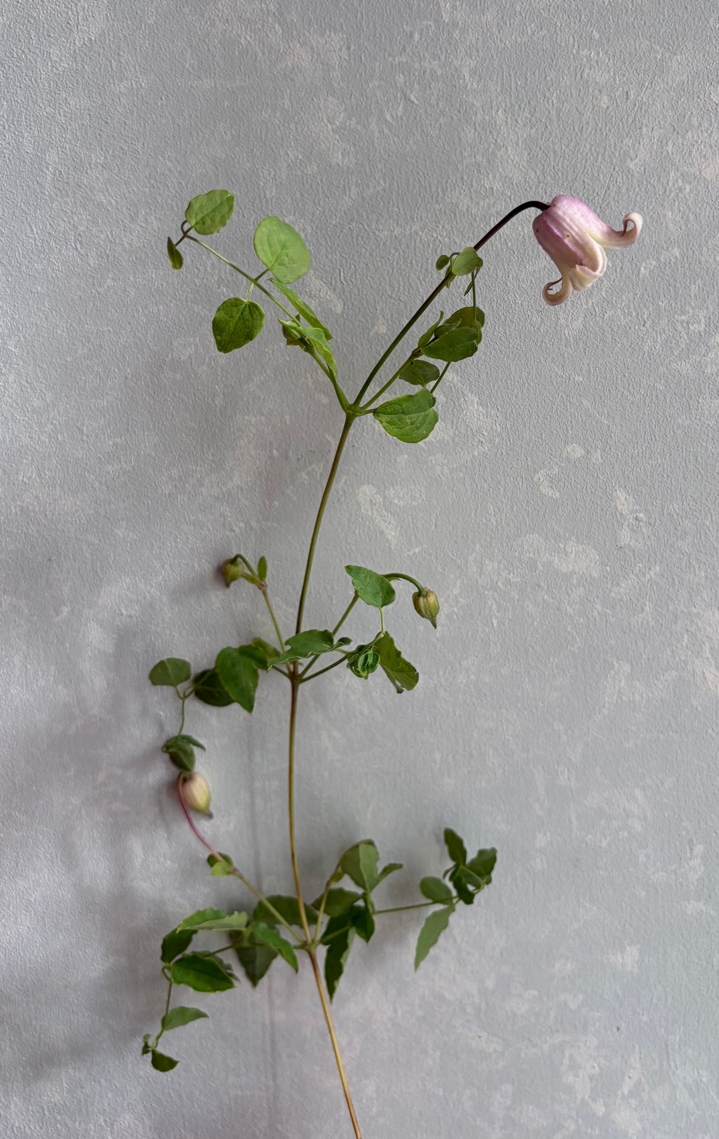 抽盲盒!! Clematis Florida Mix (50cm)
