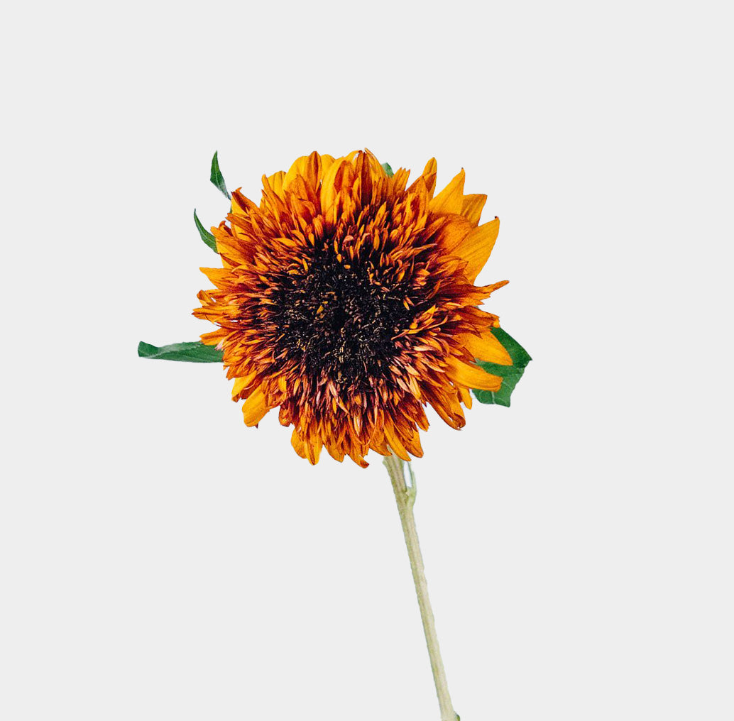 Helianthus Darjeeling