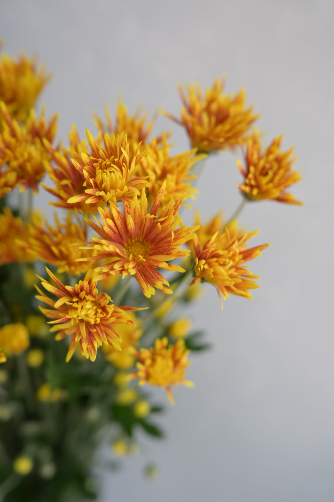 Chrysanthemum 嵯峨の錦