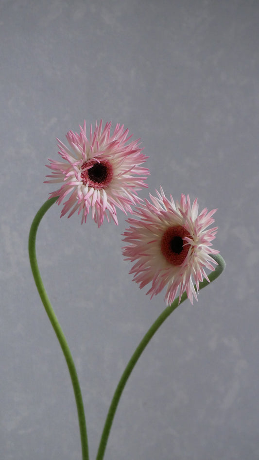 Gerbera Haji