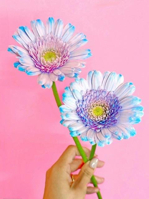 Gerbera Fairy (tinted) (2L)