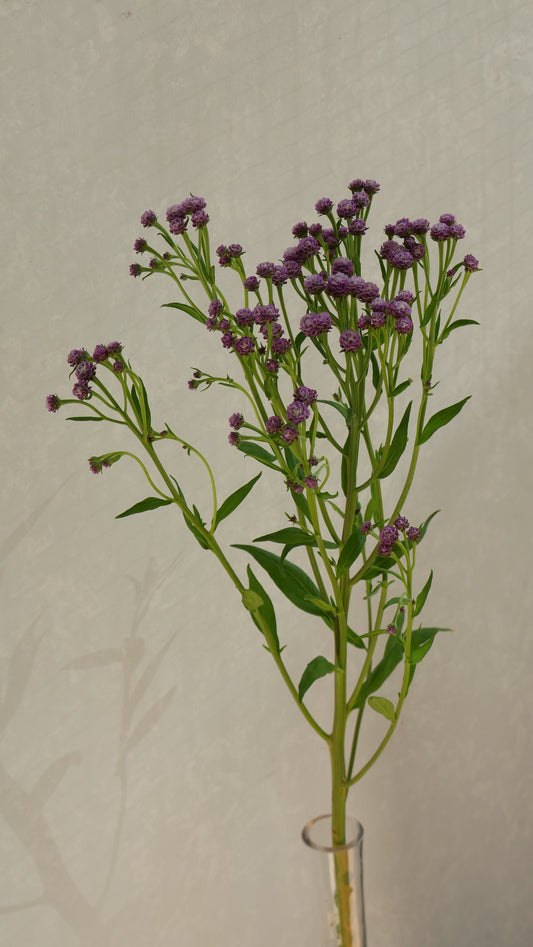 (Clearance Sale) Saussurea pulchella Purple (80cm)