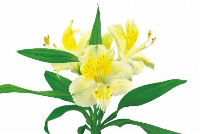 Alstroemeria Waikiki (L)