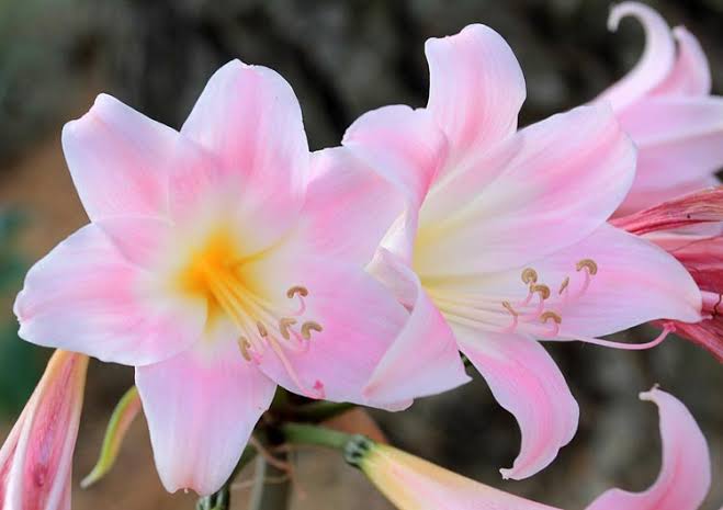 新入荷!! Amaryllis Belladonna Lily (50-60cm)