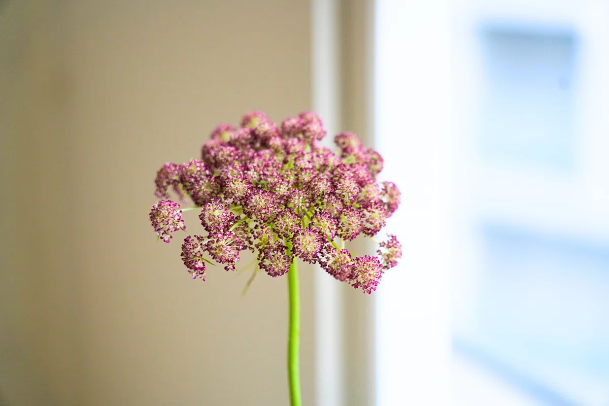 Ammi Daucus Robin
