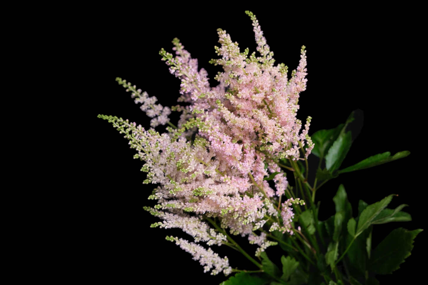 Astilbe Light Pink (50cm)