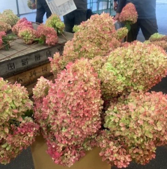 (Clearance Sale - Dried)  Hydrangea Autum Color Lime Light (2L 80cm - 25cm hd size)