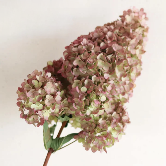 (Clearance Sale - Dried) Hydrangea Autumn Freys (80cm - 30cm hd size)