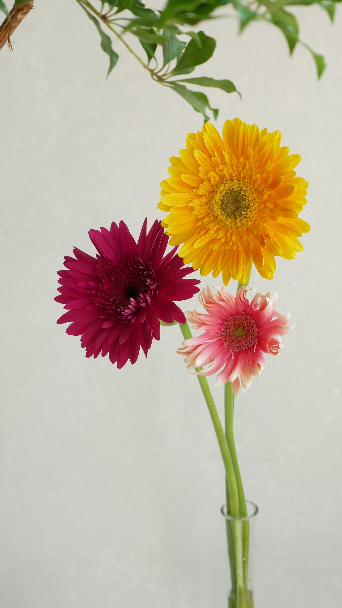 (Clearance Sale) Gerbera 大輪 (桃紅)