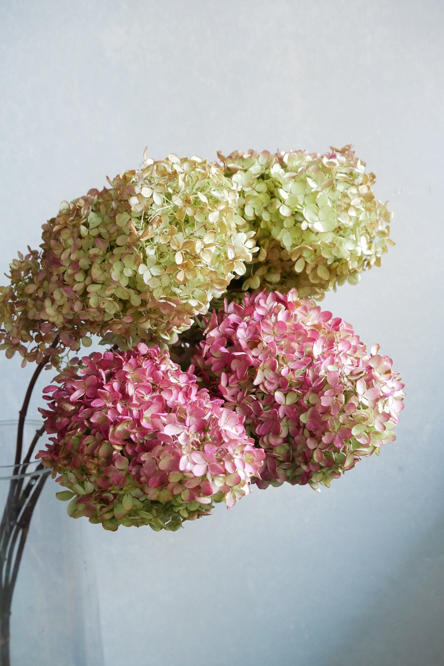 (Clearance Sale - Dried)  Hydrangea 秋色 水無月 (2L)