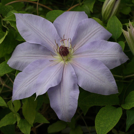Clematis Sky Blue (50cm)
