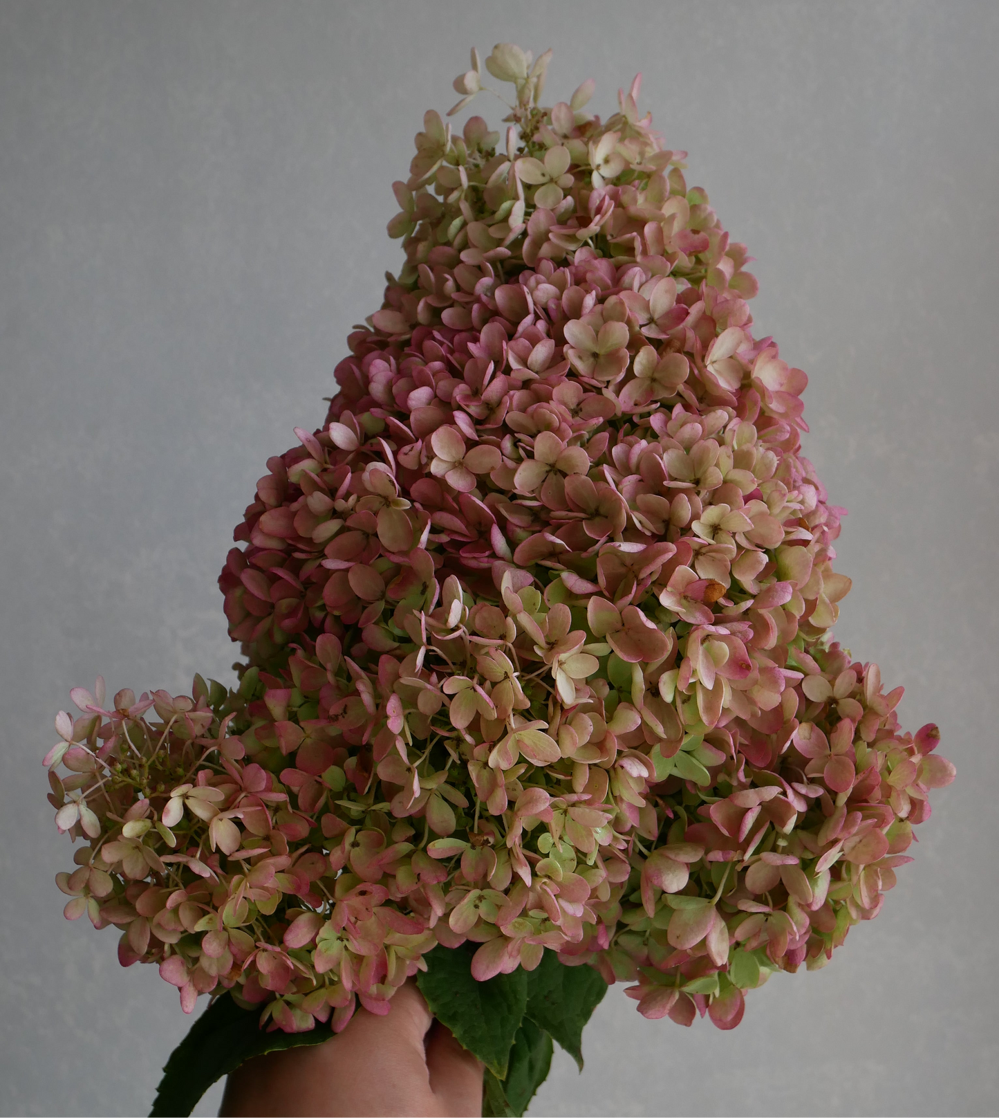 (Clearance Sale - Dried)  Hydrangea 秋色 水無月 (2L)