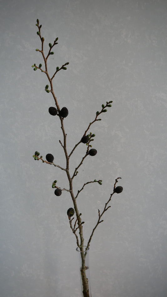 (Clearance Sale) Alnus firma Yasha (80cm)