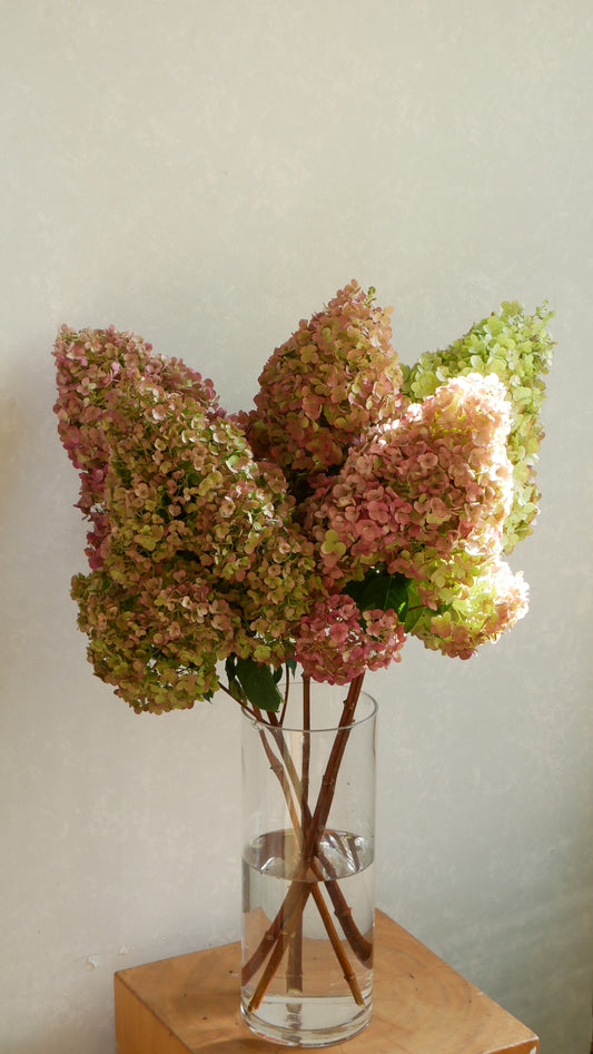 (Clearance Sale) Dried - Hydrangea Autumn Freys (70cm)
