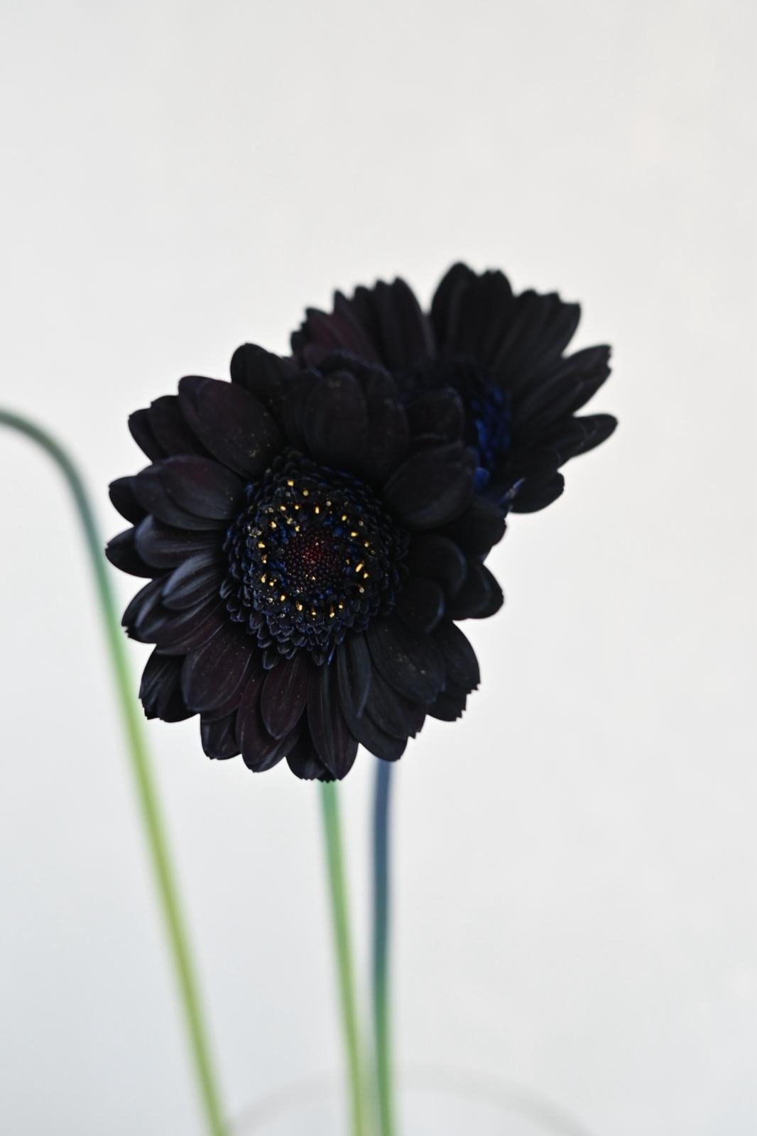 Gerbera Midnight Black