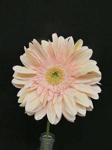 Gerbera Soap