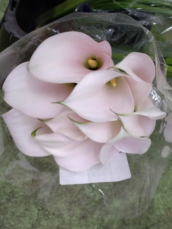 Calla Captain Ventura Pink (70cm)