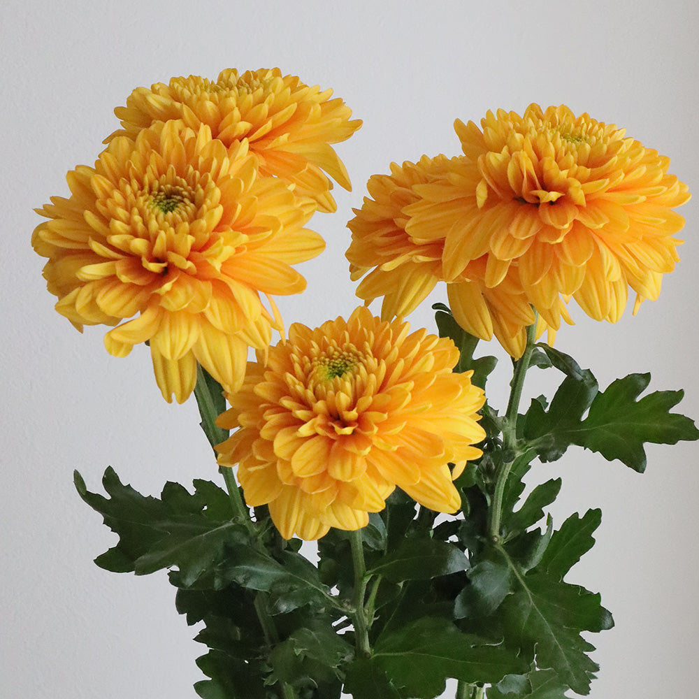 【月見】Chrysanthemum Willem Orange