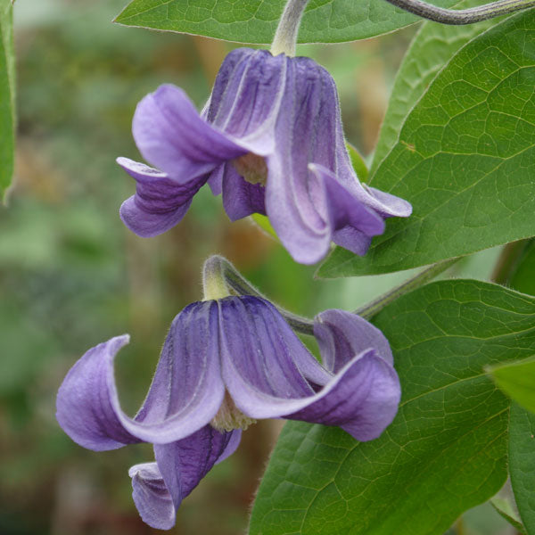 Clematis Florida Fascination (70cm)