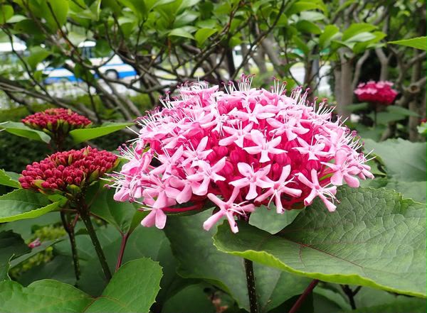 Clerodendrum bungei 牡丹クサキ