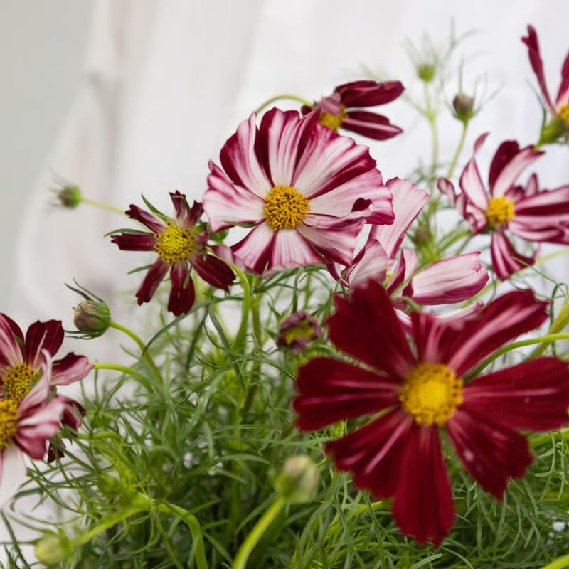 Cosmos Veloute (70cm)