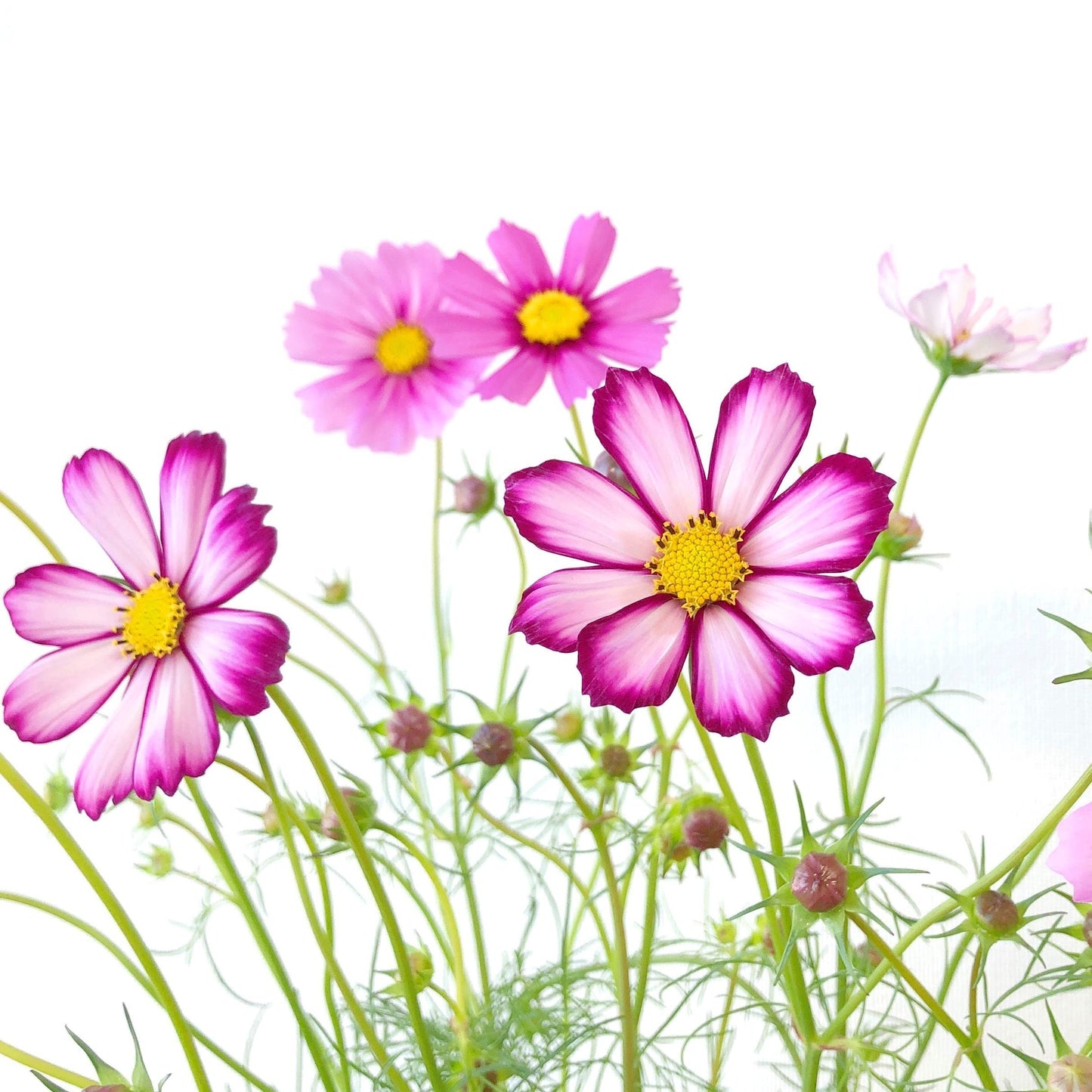 Cosmos Picotee