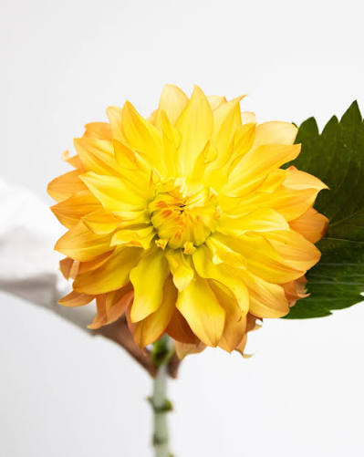 Dahlia Hiyoku (60cm)