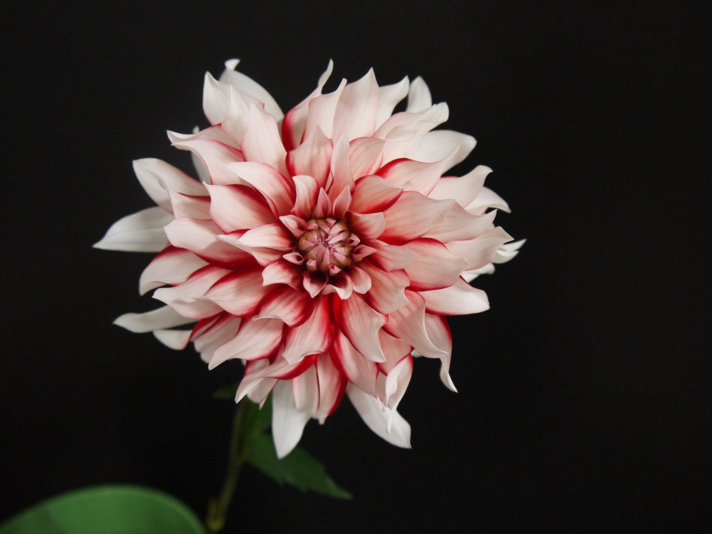 新入荷!! Dahlia Lalala (60cm)