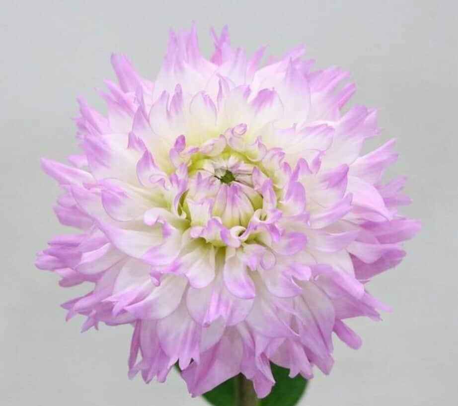 (Clearance Sale) Dahlia Margarita