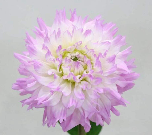 (Clearance Sale) Dahlia Margarita