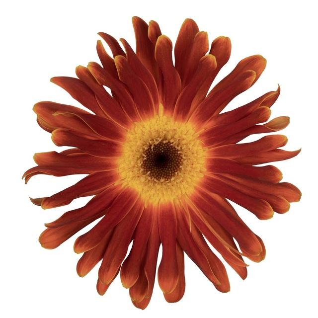 Gerbera DiMazio+