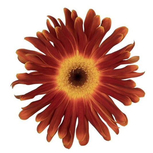 Gerbera DiMazio+