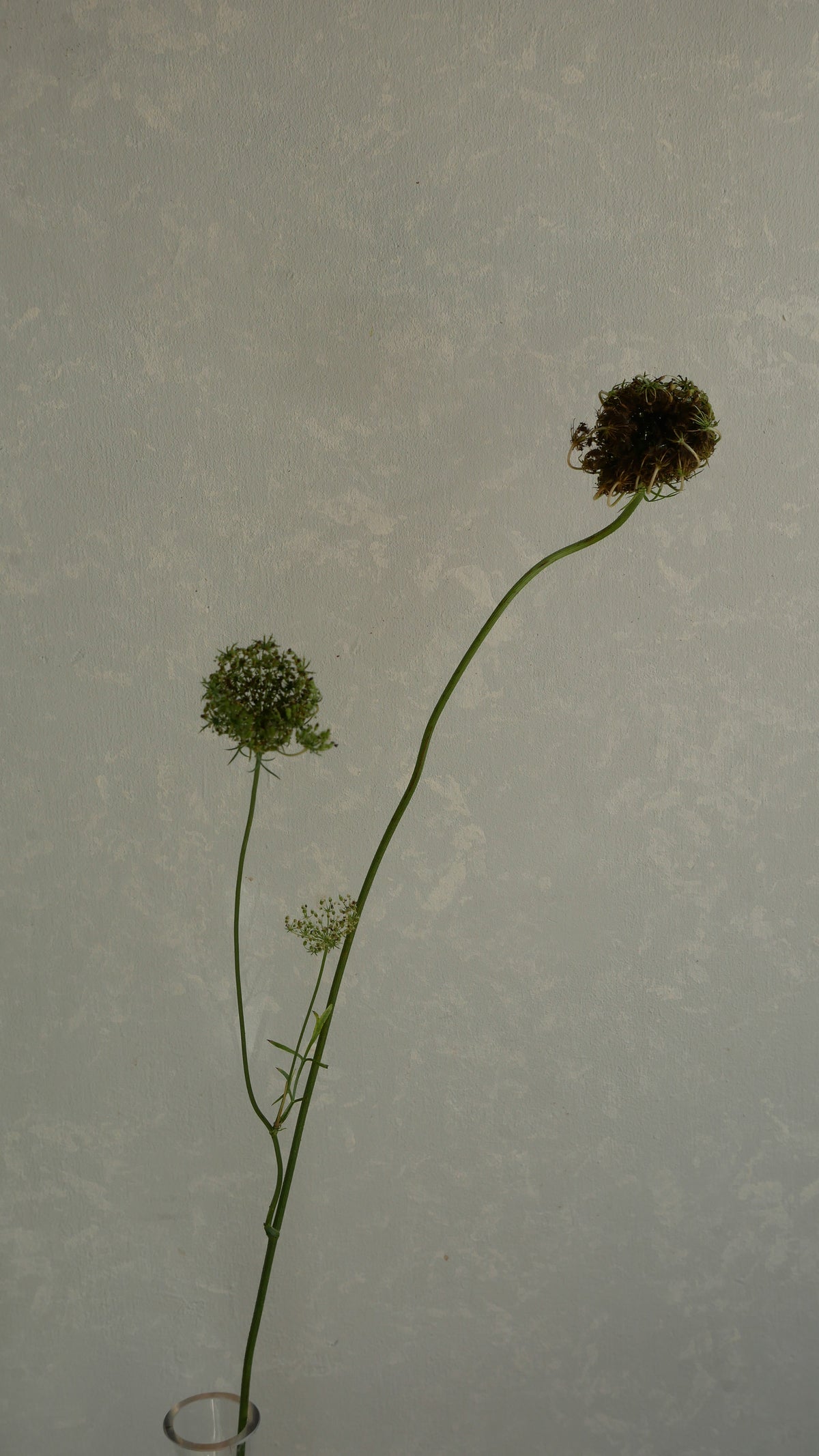 Ammi Daucus Seed (70cm)