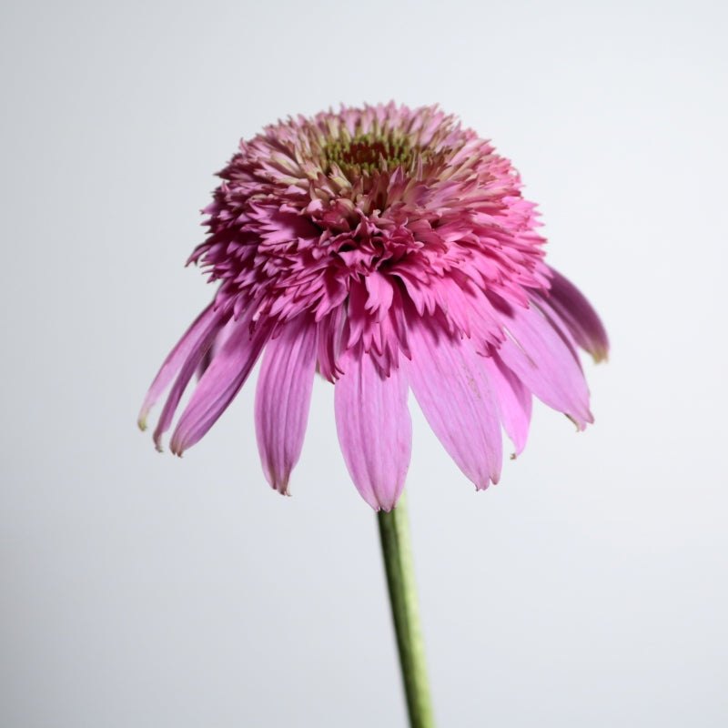 Echinacea Pink Ball View