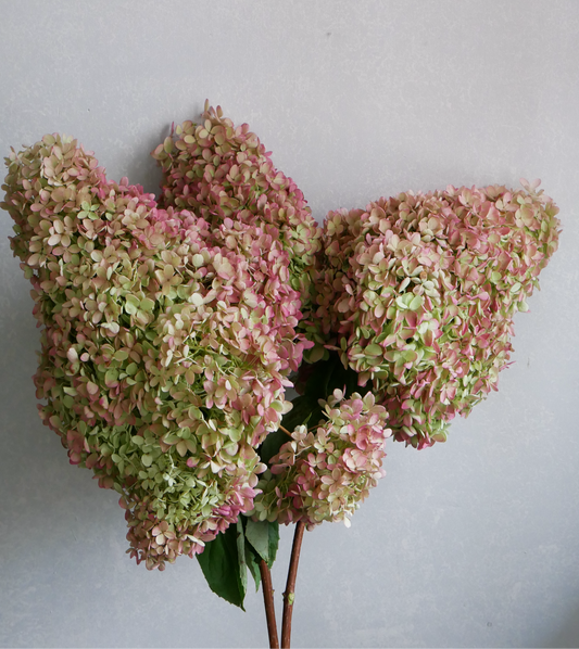 (Clearance Sale - Dried)  Hydrangea 秋色 水無月 (2L)