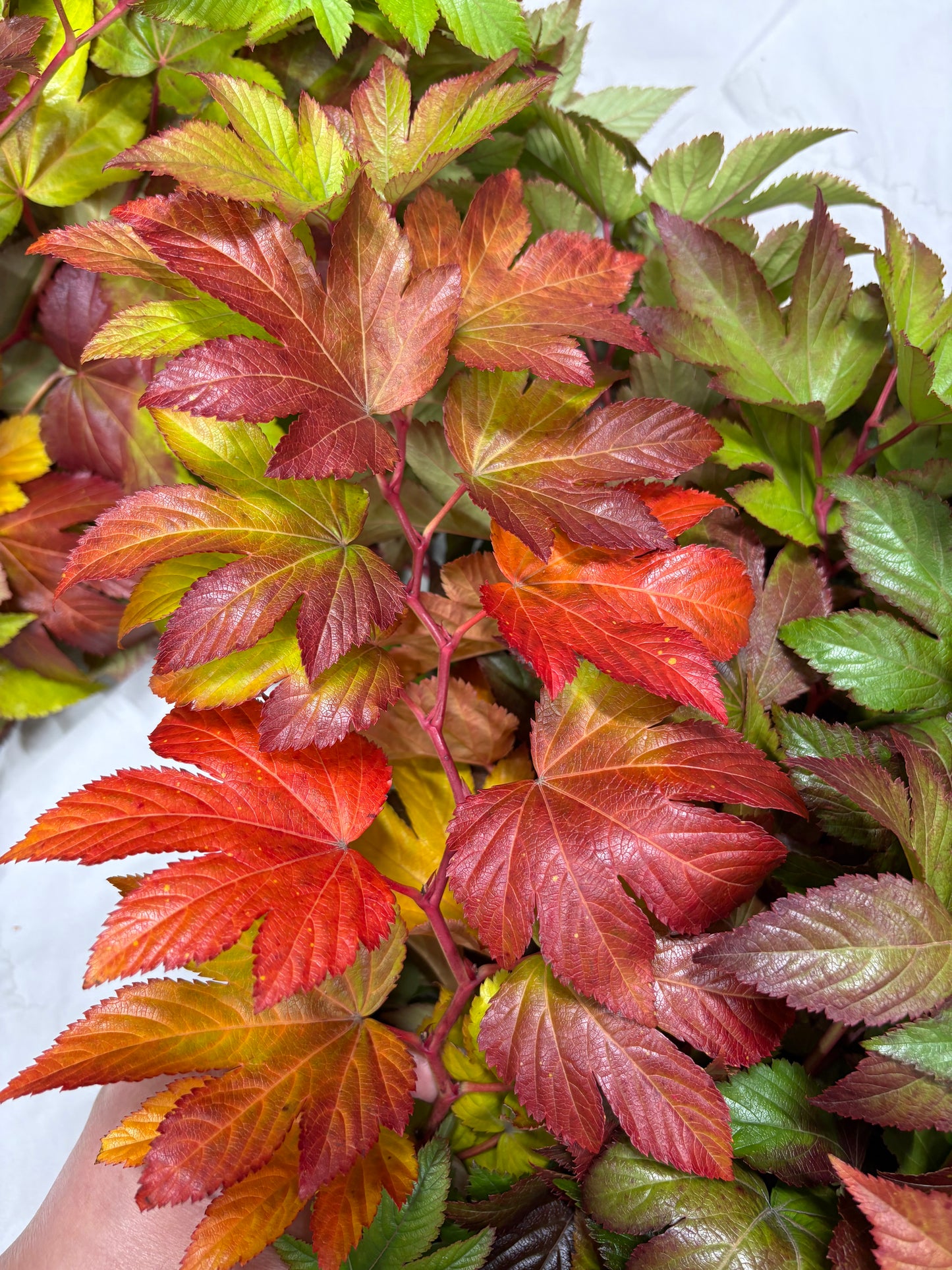 Rubus Baby Hands (Autumn color) (100 cm)