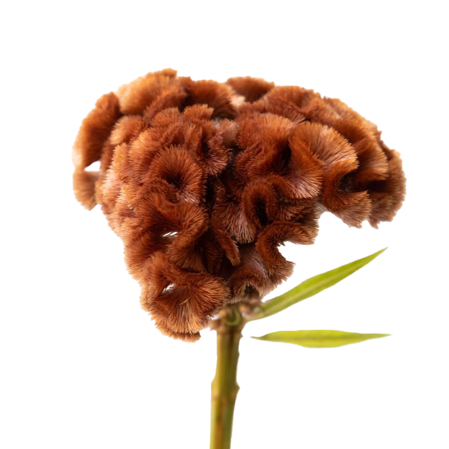 Celosia Tinted - 黒柿 (55cm)