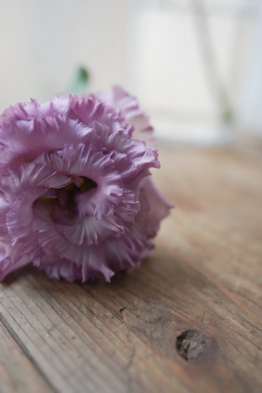 Eustoma NF Yofukashi grape (1F)