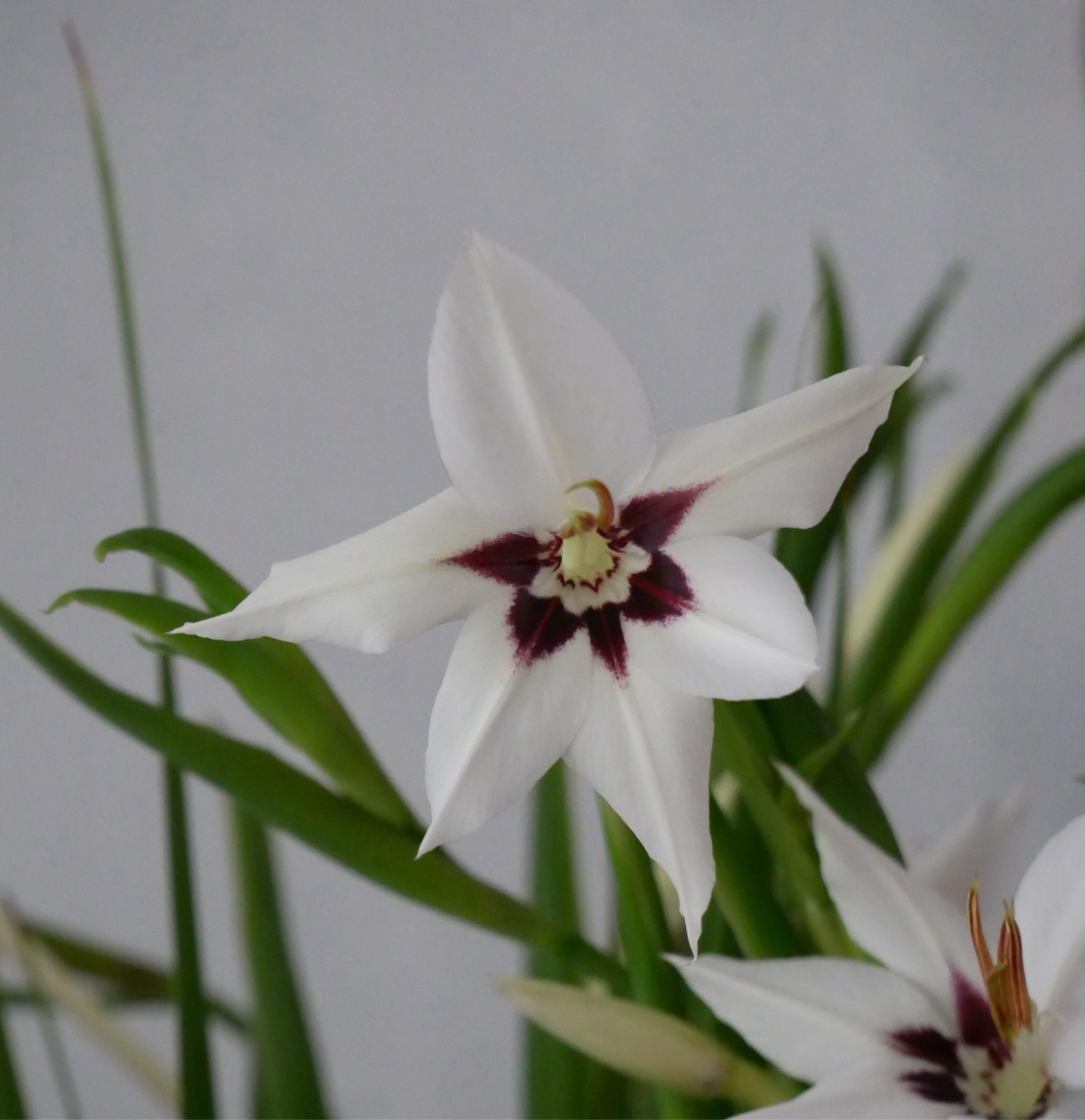 Acidanthera