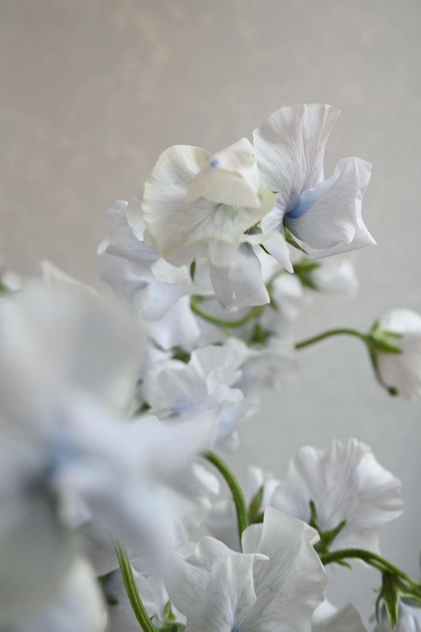 Sweet Pea Ramune
