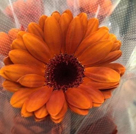 Gerbera Brownie