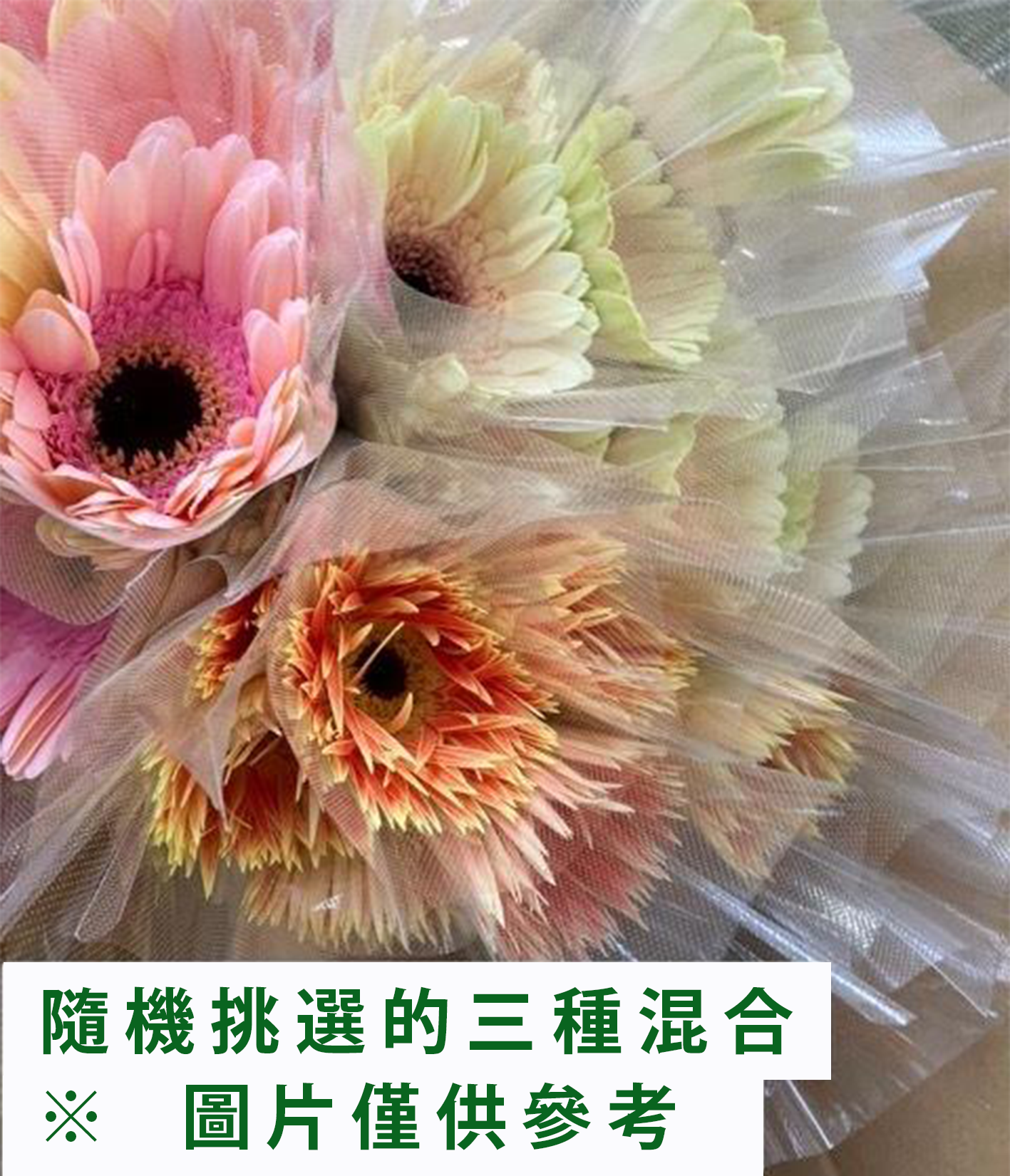 Gerbera 大輪 Random 3MIX (3 Stems/unit 50cm)