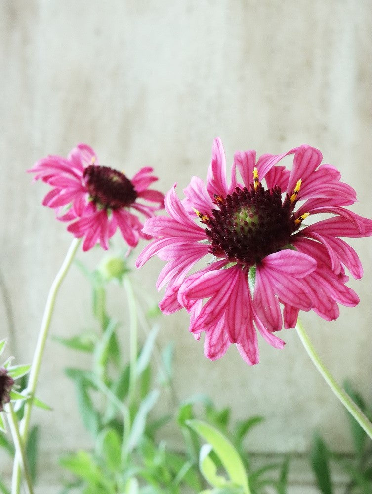 Gaillardia Grape Sensation (50cm)
