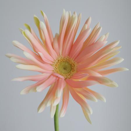 Gerbera Pasta Navy (55-60cm)