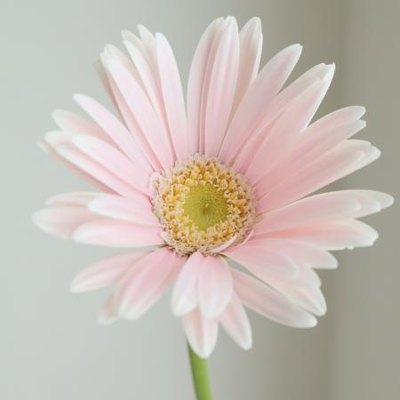 Gerbera Pilates (45-50cm)
