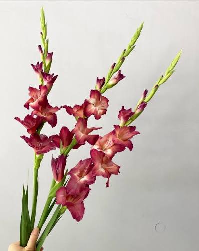 【月見】Gladiolus Indian Summer (110cm)