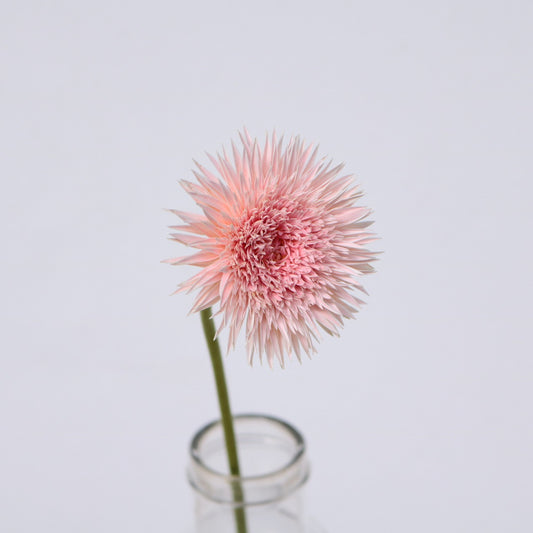 (Clearance Sale) Gerbera Spider Harmony (秀2L)
